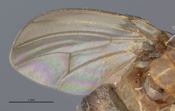 Media type: image;   Entomology 7856 Aspect: front wing
